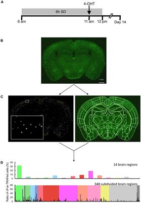 Evaluation of cellular activity in response to sleep deprivation by a comprehensive analysis of the whole mouse brain